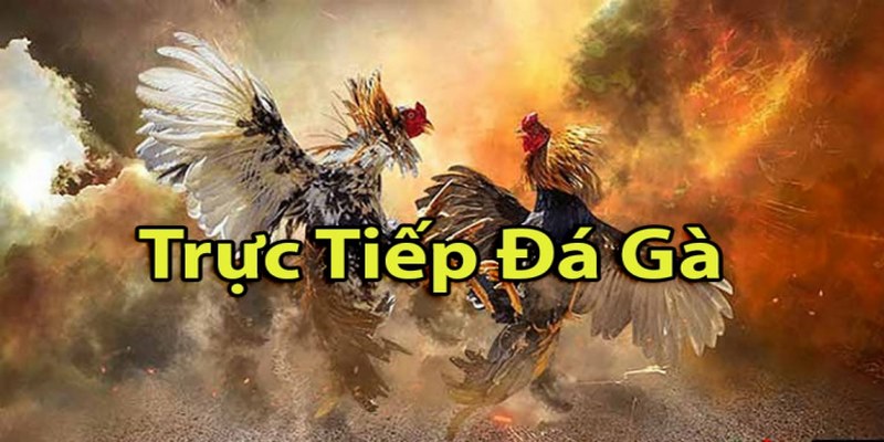 trực tiếp đá gà cựa